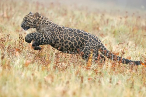 Indian indian leopard