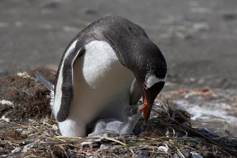 Gentoo penguins
