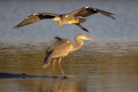 Grey heron