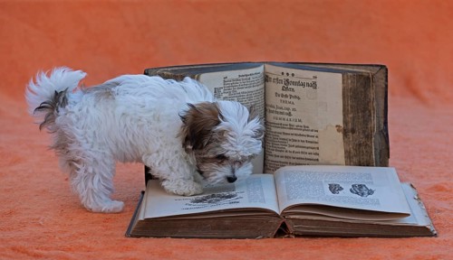 Bolonka Zwetna puppy with old books