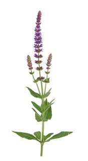 Woodland sage