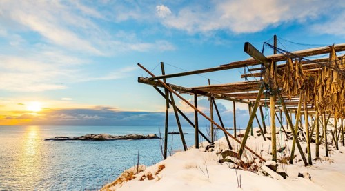 Cod stockfish drying on rack