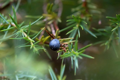 Common juniper
