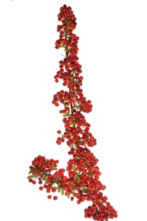 Firethorn