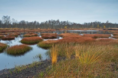 Autumn bog with narrow-leaved common cottongrass