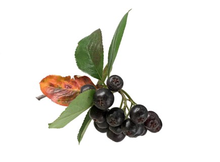 Chokeberry