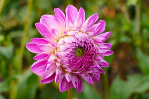 Flowering dahlia