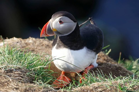 Puffin