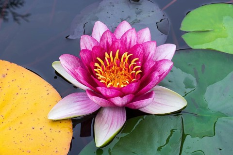 Water lily