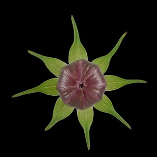 Mexican aster