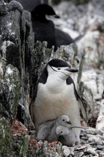 Chinstrap Penguin