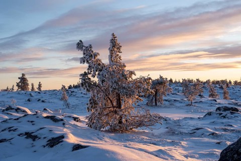 Saerkitunturi