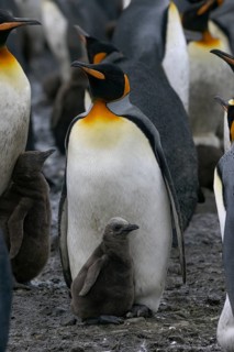 King penguin