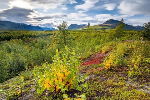 Autumnal fell landscape