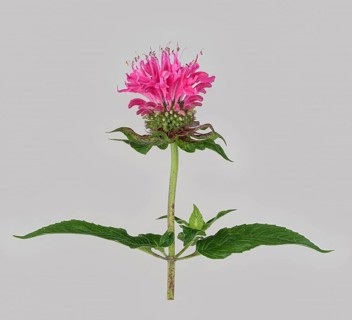 Bee balm hybrid