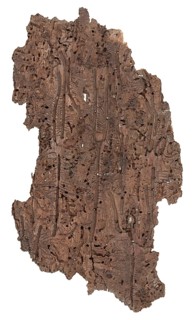 Bark beetle