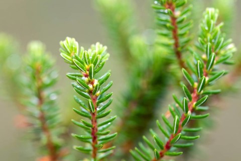 Black crowberry