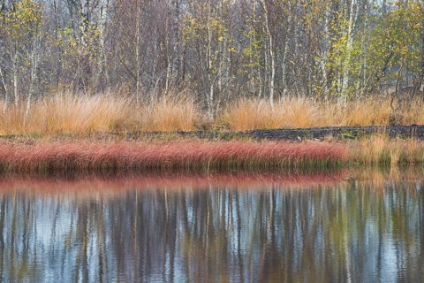 Autumn bog with narrow-leaved common cottongrass