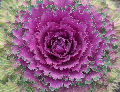 Vegetable cabbage