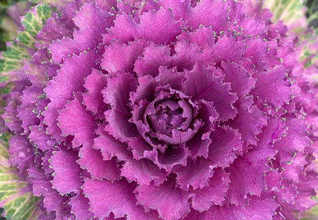Vegetable cabbage