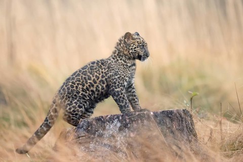 Indian indian leopard