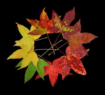 American sweetgum