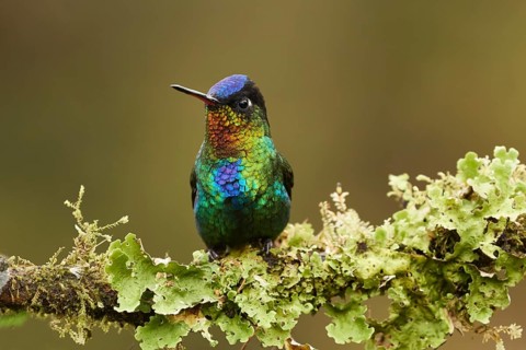 Fiery-throated hummingbird