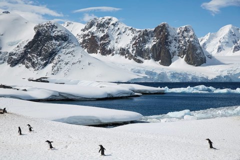 Gentoo penguins