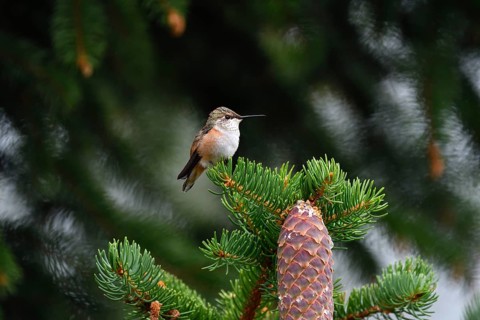 Red-backed Cinnamon Hummingbird
