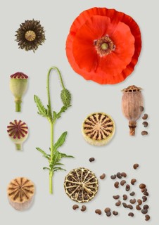 Poppy flowers