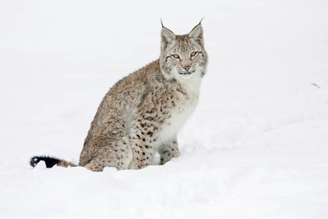 Eurasian lynx