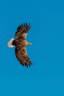 White-tailed eagle