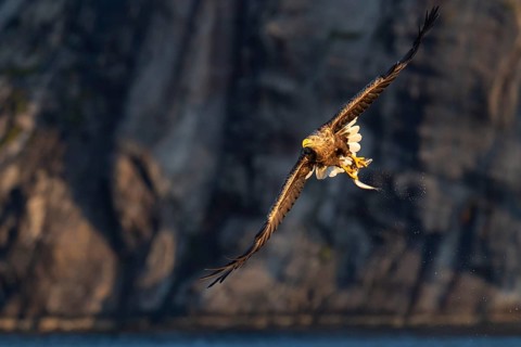 White-tailed eagle
