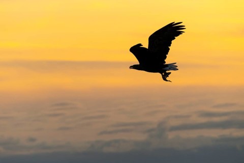 White-tailed eagle