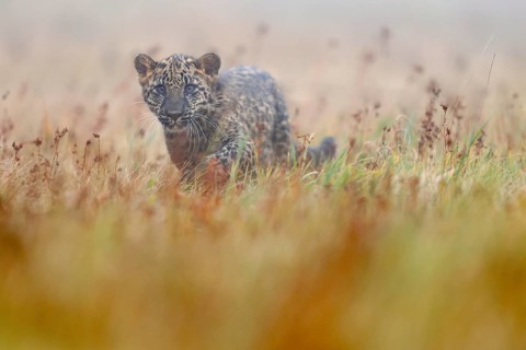 Indian indian leopard