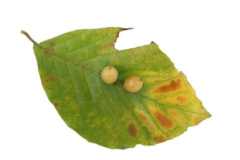 Beech gall midge