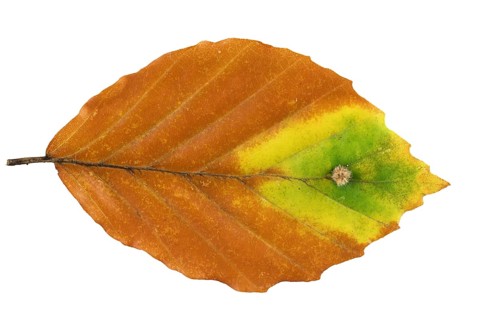 Small beech leaf gall midge