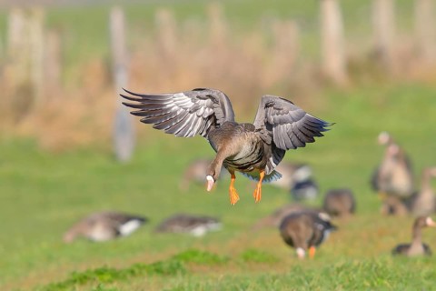 Greater white-fronted goose