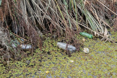 Plastic bottles swims on Floating Watermoss