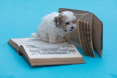 Bolonka Zwetna puppy with old books