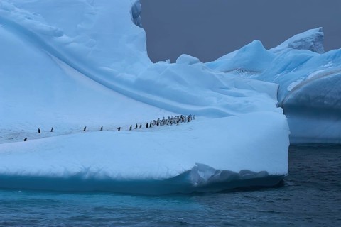 Chinstrap Penguin