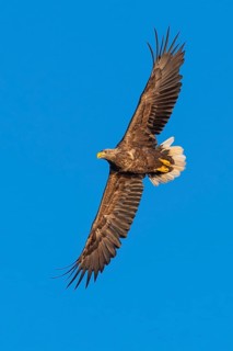 White-tailed eagle