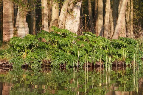 Giant hogweed