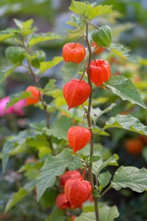 Bladder cherry