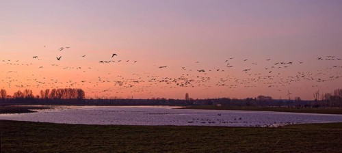 A flock of wild geese flies in the dawn over the Altrhein on Bislicher Insel