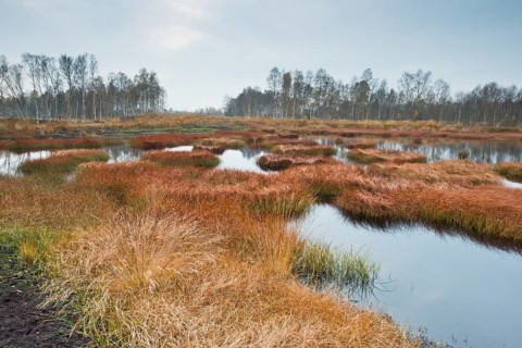 Autumn bog with narrow-leaved common cottongrass