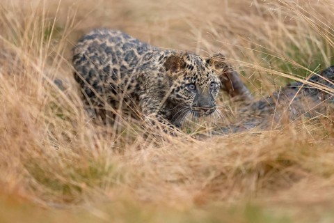 Indian indian leopard