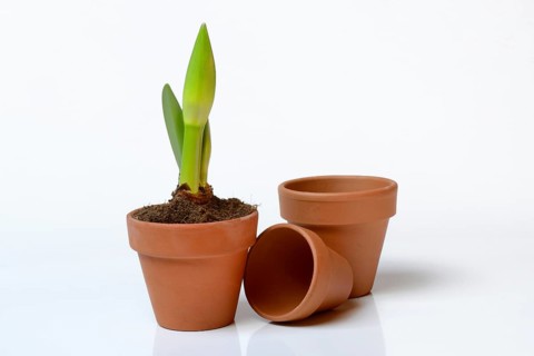 Drifting bud of an amaryllis