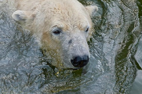 Swimming polar bear