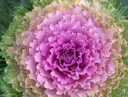 Vegetable cabbage